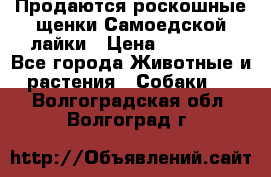 Продаются роскошные щенки Самоедской лайки › Цена ­ 40 000 - Все города Животные и растения » Собаки   . Волгоградская обл.,Волгоград г.